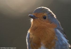 Image post by @rspb on Instagram