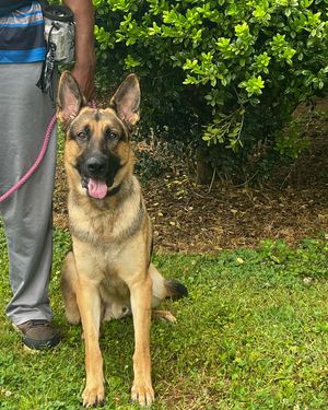 Image post by @alldogsunleashed_clt on Instagram