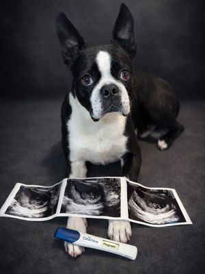 Image post by @mulliganthebostonterrier on Instagram