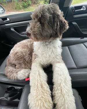 Image post by @floofy.coopy.doodle on Instagram