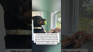 Video post by @Live Like Roo Foundation on YouTube
