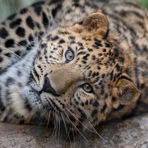 Image post by @sandiegozoo on Instagram