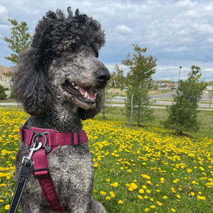 Image post by @canadapooch on Instagram