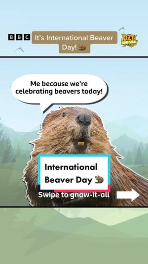 Video post by @cbbc on TikTok