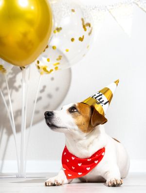 Image post by @evolvepetfood on Instagram