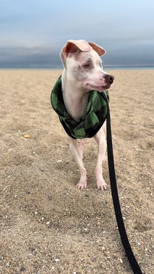 Video post by @pinkpigletpuppy on TikTok