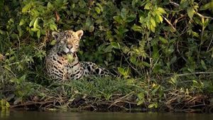 Video post by @bbcearth on YouTube