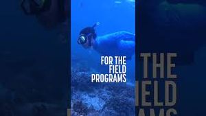 Video post by @semesteratseachannel on YouTube