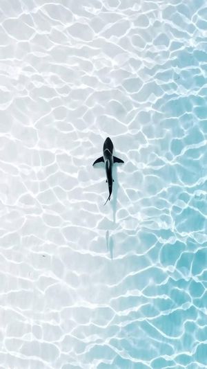 Video post by @droneartgallery on Instagram
