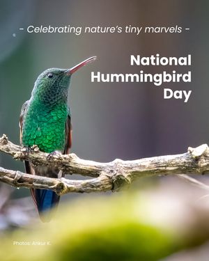 Image post by @featherfriendly on Instagram