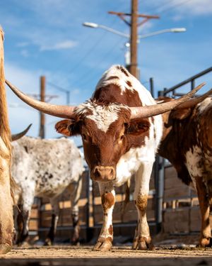Image post by @nationalwestern on Instagram