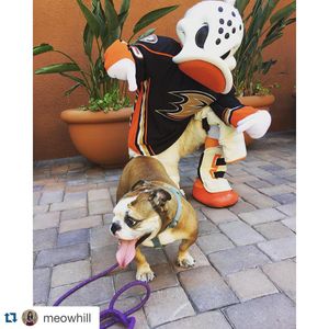 Image post by @anaheimducks on Instagram