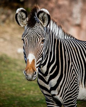 Image post by @thetorontozoo on Instagram