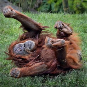 Image post by @sandiegozoo on Instagram