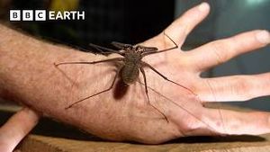 Video post by @bbcearth on YouTube