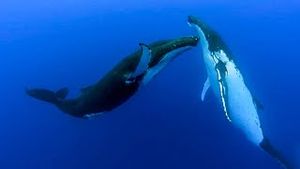 Video post by @bbcearth on YouTube