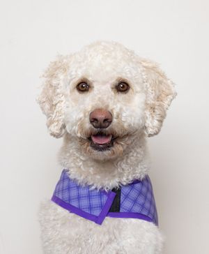 Image post by @DENAirport on Twitter