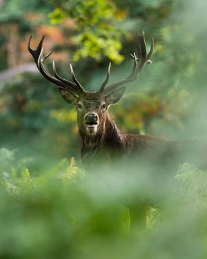 Image post by @discovery on Instagram