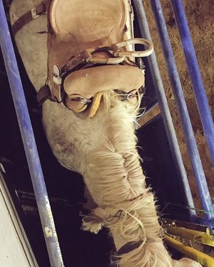 Image post by @nationalwestern on Instagram