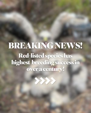 Image post by @rspb on Instagram