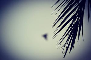 Image post by @faragelo22 on Instagram