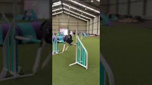 Video post by @dogsthat on YouTube