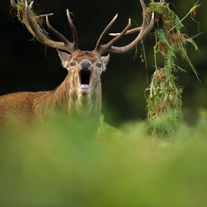 Image post by @rspb on Instagram