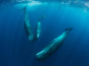 Image post by @natgeopristineseas on Instagram