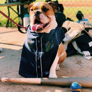 Image post by @picklesbaseball on Instagram