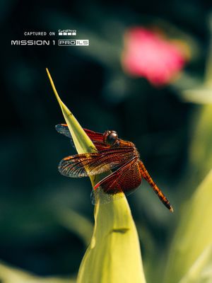 Image post by @gopro on Instagram