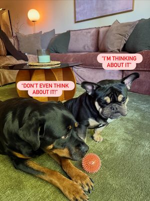Image post by @petsmart on Instagram