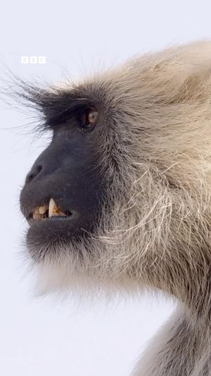 Video post by @bbcearth on Instagram