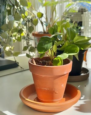 Image post by @reenasplants on Instagram