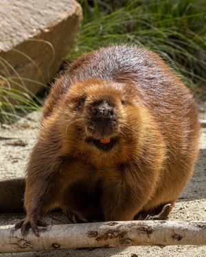 Image post by @sandiegozoo on Instagram