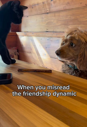 Video post by @beccaseferian0 on TikTok