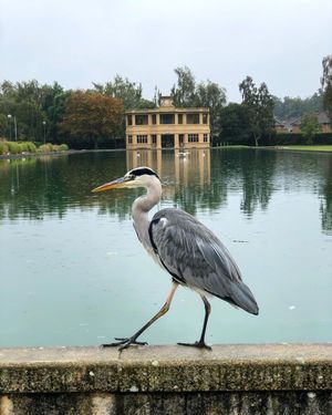 Image post by @rspb on Instagram