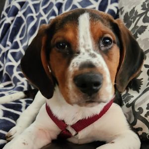 Image post by @whitmanpets on Instagram