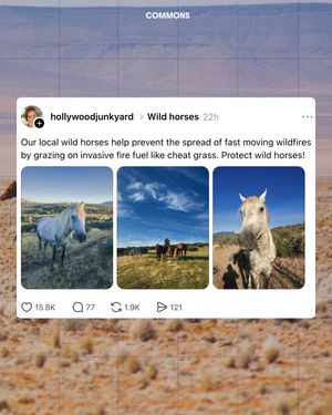 Image post by @commonsearth on Instagram