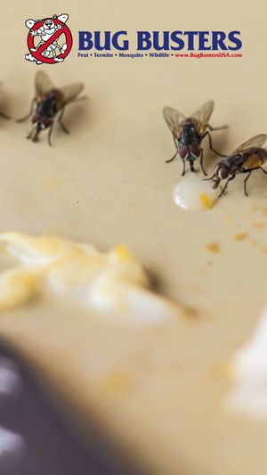 Video post by @bugbustersusa on TikTok