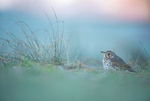 Image post by @rspb on Instagram