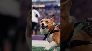 Video post by @uw_athletics on YouTube