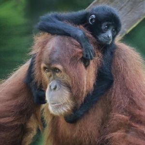 Image post by @sandiegozoo on Instagram