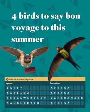 Image post by @rspb on Instagram