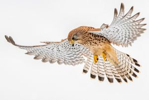Image post by @rspb on Instagram