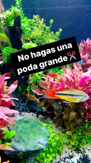 Video post by @aqualupi on Instagram