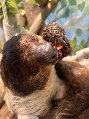 Image post by @bhamzoo on Instagram
