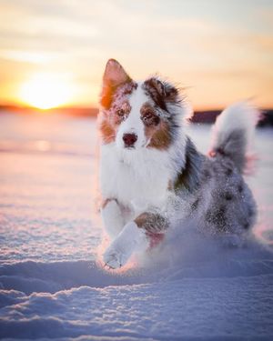 Image post by @evolvepetfood on Instagram