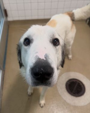 Image post by @heartsandbonesrescue on Instagram