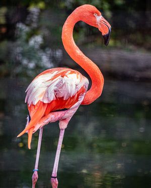 Image post by @thetorontozoo on Instagram