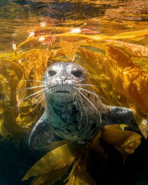 Image post by @oceana on Instagram